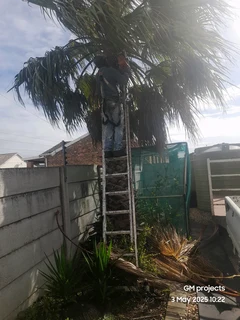 Tree cutting &amp; uprooting