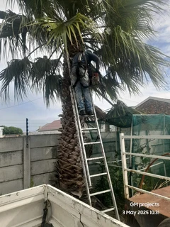 Tree cutting &amp; uprooting