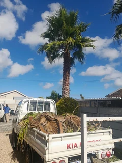 Tree cutting &amp; uprooting