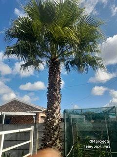 Tree cutting &amp; uprooting