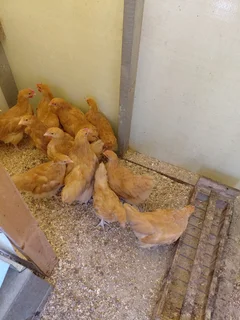 Buff orpington 2month old chicks(R180 each)