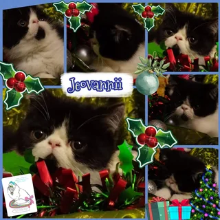 Persian and Exotic Kittens