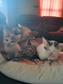 Kittens - Ad posted by Arlene