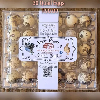 Fresh Quail Eggs for sale  & scissors/ Vars Kwartel eiers te