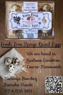 Quail eggs for sale  &amp; scissors/ Kwartels eiers te koop