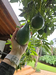 Avocado tree