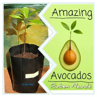 Avocado tree