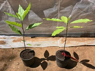 Avocado tree