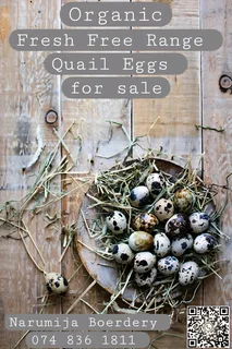 Organic Fresh free range quail eggs