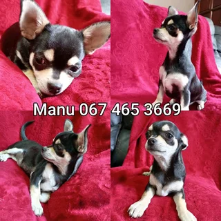 Black and tan Chihuahua female