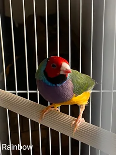 Gouldian finches for sale