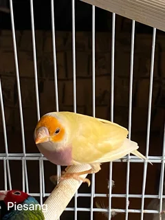 Gouldian finches for sale