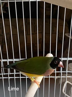 Gouldian finches for sale