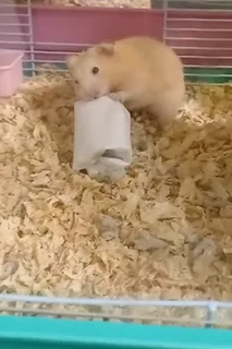 Syrian hamster for sale including cage.
