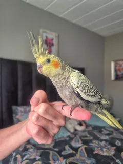 Tame Male Cockatiel