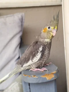 Female hand reared cockatiel