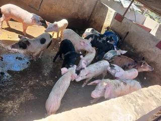 13 Pigs for sale