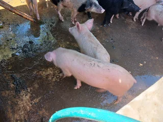 13 Pigs for sale