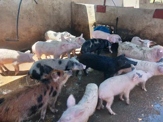 13 Pigs for sale