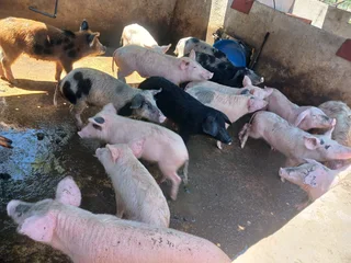 13 Pigs for sale