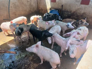 13 Pigs for sale