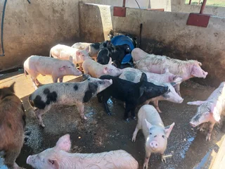 13 Pigs for sale