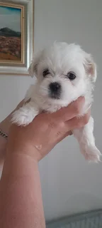 Morkie puppies