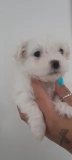 Morkie puppies