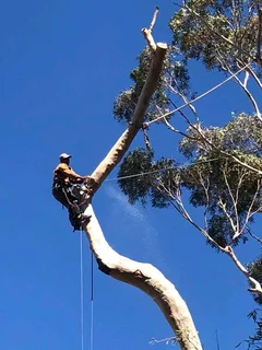 Gauteng professional tree felling