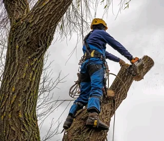 Gauteng professional tree felling
