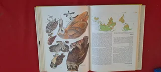 Encylopedia - animals