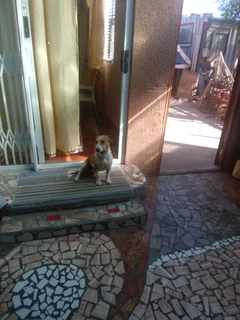 Dog - Ad posted by Desdamona Jooste