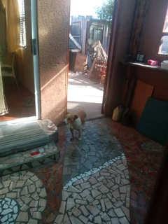 Dog - Ad posted by Desdamona Jooste