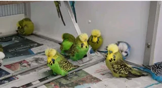 Looking for Show budjies