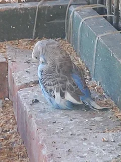 Beautiful baby show budjie for sale