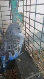 Beautiful baby show budjie for sale