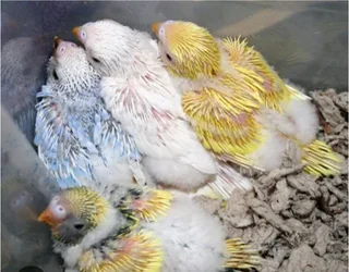 Baby Budjies for sale