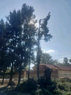 TREE FELLING EXPERTS REMOVAL