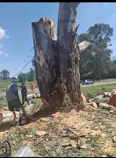 George tree felling and rubbish removal experts
