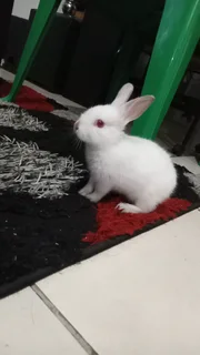 Rabbit - Ad posted by cindy sibaruth