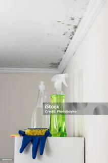 Ceiling Moulds Cleaner