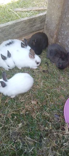Bunnies for sale