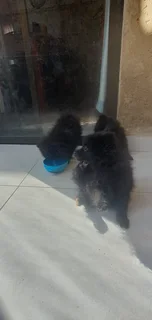 Pom puppies