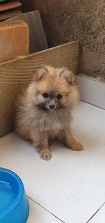 Pom puppies