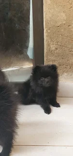Pom puppies
