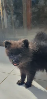 Pom puppies