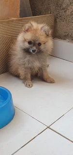 Pom puppies