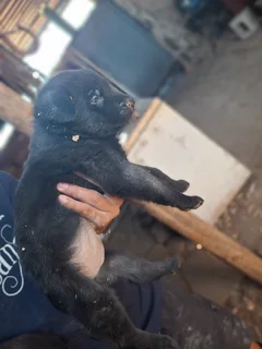 Pups for sale