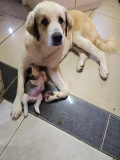 Central Asian shepherd cross border collie pups