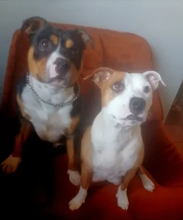 Beautiful pups for sale